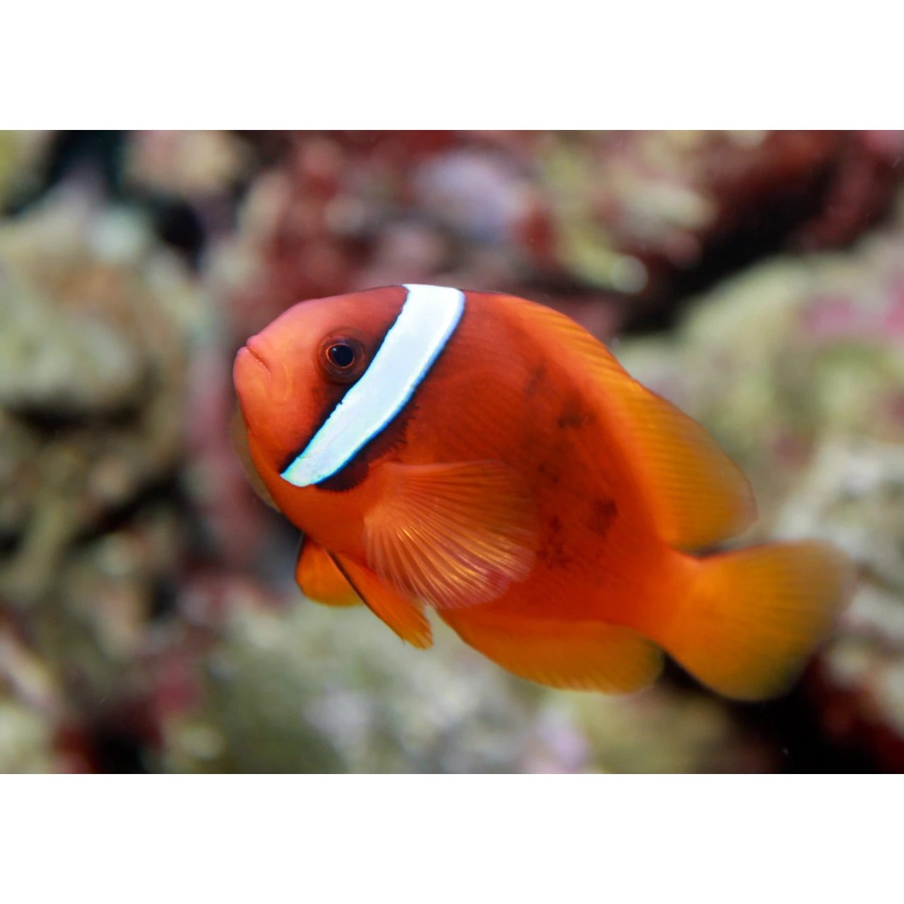 Tomat Klovnfisk (Amphiprion frenatus)